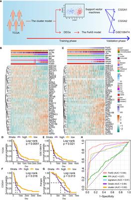 Ferroptosis Activation Scoring Model Assists in Chemotherapeutic Agents’ Selection and Mediates Cross-Talk With Immunocytes in Malignant Glioblastoma